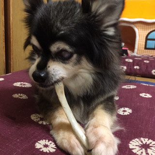 甘えん坊の男の子 コジロー君 チワワ