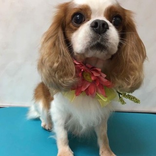 小柄で優しい キャバリアの ぶん太君  