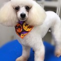 イケワンのプードル プル君 甘えん坊です