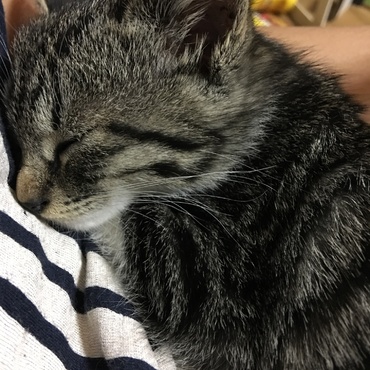 うちに来た日