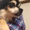 甘えん坊の男の子 コジロー君 チワワ サムネイル3