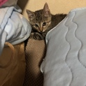 イケメンな二ヶ月の子猫ちゃん
