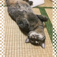 チー