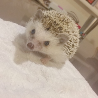 里親さん決定しました。ありがとうございました。