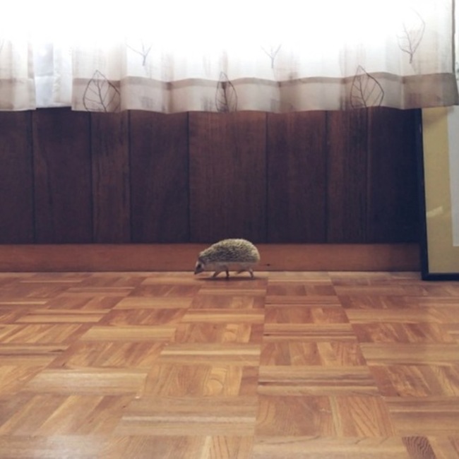 すっずうのカバー写真