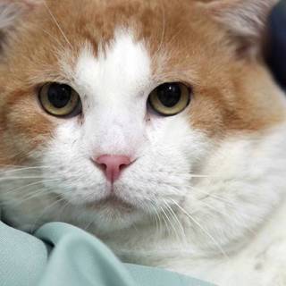 スコティッシュっぽいオス、金太郎