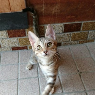 ベンガル風柄子猫