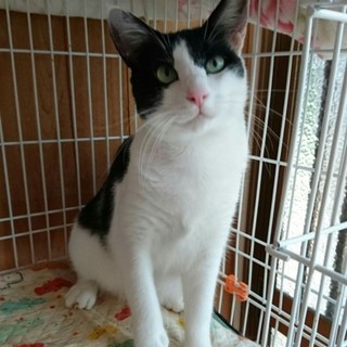 甘えん坊で性格の優しい男の子です。