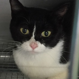 里親決定！有り難うございました