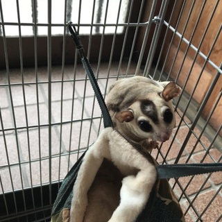 フクロモモンガ里親募集