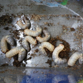 日本のカブトムシの幼虫の里親さん募集です。