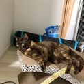 2才サビ猫ちゃん(ゲージも差し上げます)