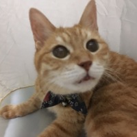 れん