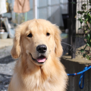 ゴールデン　10か月男の子　～停留睾丸～