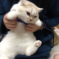 オルキ