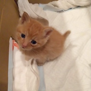 超絶可愛い茶トラ君