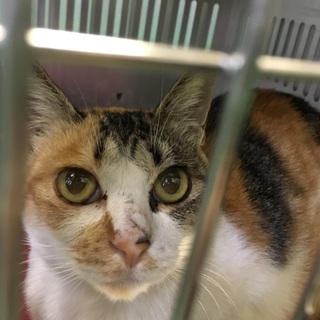 大人しい三毛猫ちゃん　10/24期限