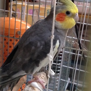 【里親決定】オカメ雄５歳