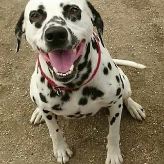 里親さん決定しました。ありがとうございました。