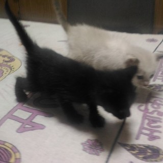 ★生後一ヶ月程の子猫/可能でしたら兄弟一緒に