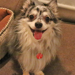 甘えん坊チワワ♂推定７～８歳