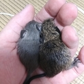 生後１ヶ月！ベビデグさんオス２匹