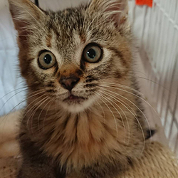 小田原ねこねこ譲渡会