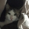 大きいけど甘えん坊です！