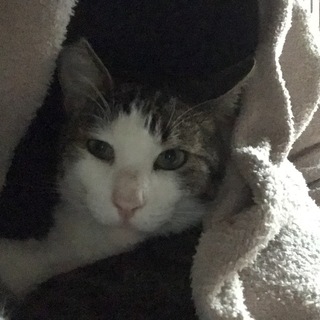 大きいけど甘えん坊です！