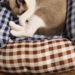 チャロ、回虫消えたってよ。