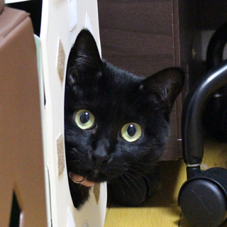 エイズキャリアの黒猫　２歳　1匹飼い希望