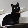 エイズキャリアの黒猫　２歳　1匹飼い希望 サムネイル3