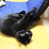エイズキャリアの黒猫　２歳　1匹飼い希望 サムネイル4