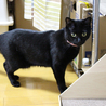 エイズキャリアの黒猫　２歳　1匹飼い希望 サムネイル5