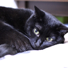 エイズキャリアの黒猫　２歳　1匹飼い希望 サムネイル6
