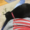 エイズキャリアの黒猫　２歳　1匹飼い希望 サムネイル7