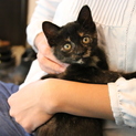 かわいくかしこい黒さび子猫です