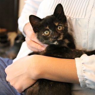 かわいくかしこい黒さび子猫です