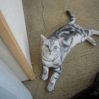 スコティッシュ女の子　避妊済み　里親決定引渡し待ち