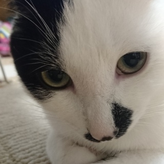 1才半 白黒♂ 里親募集