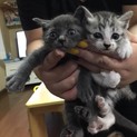 高知県で子猫の里親募集しています！