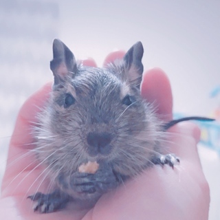 生後4W! 懐っこい元気な ちびデグー君です