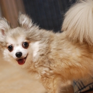 里親様が決まりました♪