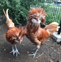 珍しいポーリッシュ♂