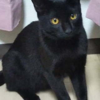 人もねこも大好きな僕です。