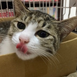 美少女ほたるちゃん