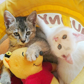子猫の飼い主さま募集