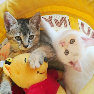 子猫の飼い主さま募集