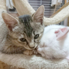 子猫の飼い主さま募集 サムネイル4