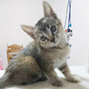 子猫の飼い主さま募集 サムネイル6